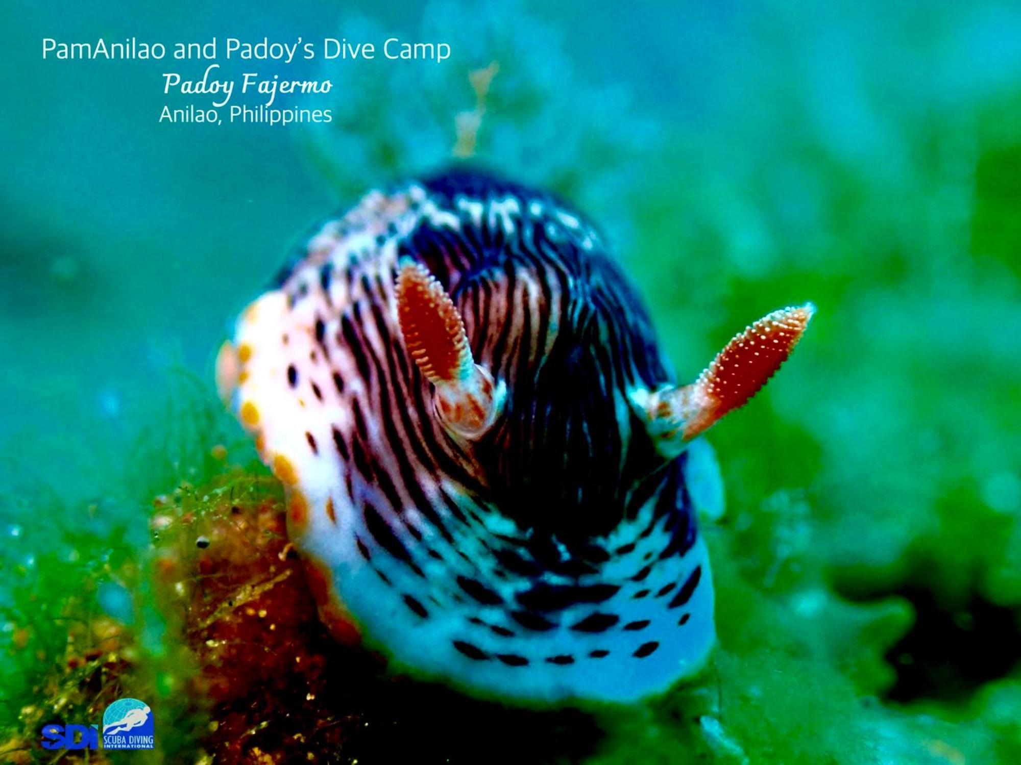 Pamanilao And Padoy'S Dive Camp Hotel Batangas Buitenkant foto